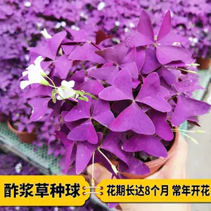 四季酢浆草 新人首单立减十元 22年10月 淘宝海外