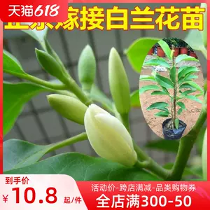 玉蘭花酒 新人首單立減十元 22年6月 淘寶海外 玉蘭花酒 新人首單立減十元 22年6月 淘寶海外