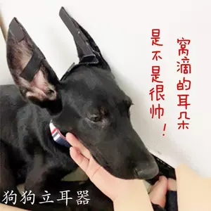 狗狗耳朵支架 新人首單立減十元 22年11月 淘寶海外