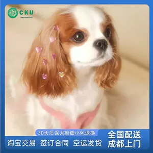 英国猎犬- Top 100件英国猎犬- 2023年10月更新- Taobao