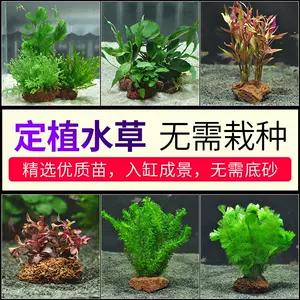 水草植物真草淡水 新人首单立减十元 22年3月 淘宝海外