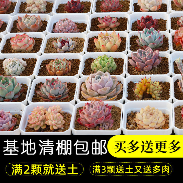 High-quality succulent plants, expensive goods, succulent small potted plants, good for lazy people, new flowers, new products, succulent wheat straw queen ice soul