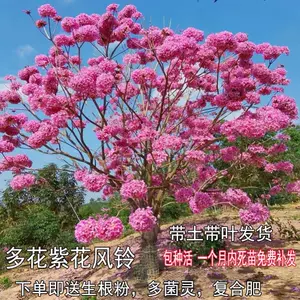 黄花风铃木树 新人首单立减十元 22年7月 淘宝海外