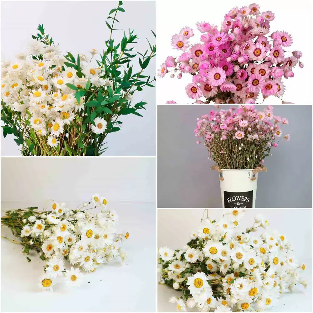 鲁丹鸟干花花束长生花永生花手捧花干花森系卧室