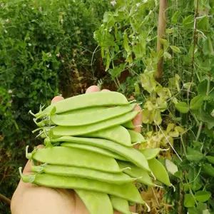 红色豌豆苗 新人首单立减十元 22年7月 淘宝海外