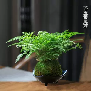 苔球盆 新人首单立减十元 22年3月 淘宝海外