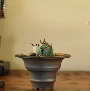 块根盆手工 新人首单立减十元 22年4月 淘宝海外