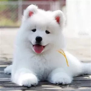 大白熊犬宠物狗 新人首单立减十元 22年3月 淘宝海外