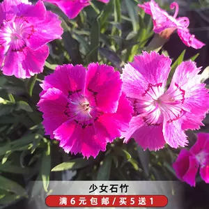 美花坛 新人首单立减十元 22年9月 淘宝海外