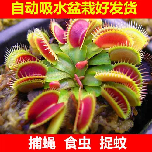 食人花植物盆栽 新人首单立减十元 22年2月 淘宝海外