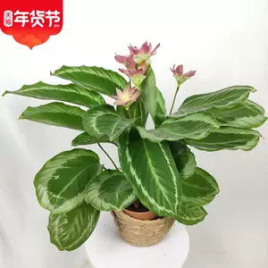 青竹子盆栽 新人首单立减十元 22年3月 淘宝海外