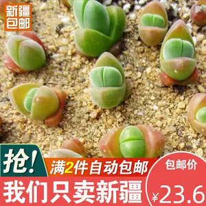 石头玉植物 新人首单立减十元 22年4月 淘宝海外 石头玉植物 新人首单立减十元 22年4月 淘宝海外