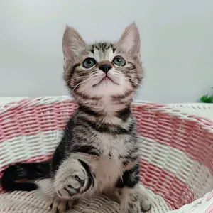 狸花猫宠物猫 新人首单立减十元 22年8月 淘宝海外