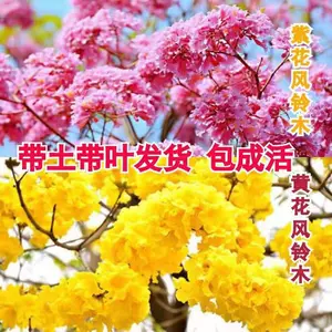 黄花风铃木树-新人首单立减十元-2022年4月|淘宝海外