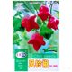 Wind chime pepper seeds early ripening ornamental pepper bell pepper vegetable seeds sowing in the spring four seasons of the balcony potted vegetable seeds