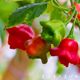 Wind chime pepper seeds early ripening ornamental pepper bell pepper vegetable seeds sowing in the spring four seasons of the balcony potted vegetable seeds
