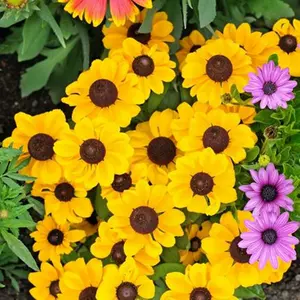 菊芋花 新人首单立减十元 22年10月 淘宝海外