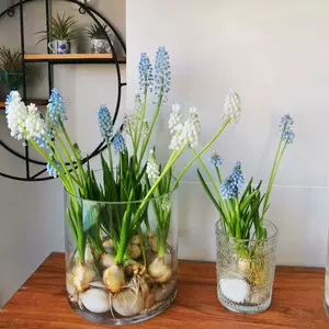 盆栽葡萄室内 新人首单立减十元 22年10月 淘宝海外