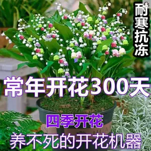 喜阳的植物 新人首单立减十元 22年8月 淘宝海外