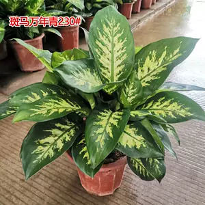 斑马花盆栽 新人首单立减十元 22年10月 淘宝海外 斑马花盆栽 新人首单立减十元 22年10月 淘宝海外