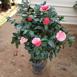 茶花树五色赤丹 新人首单立减十元 22年6月 淘宝海外