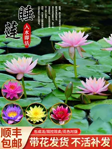 水养荷花苗 新人首单立减十元 22年9月 淘宝海外
