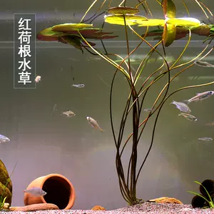 淡水水草养 新人首单立减十元 22年10月 淘宝海外