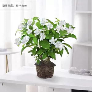 丁香花盆栽室内 新人首单立减十元 22年7月 淘宝海外