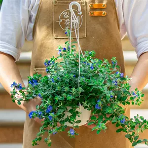 室外垂吊植物 新人首单立减十元 22年10月 淘宝海外