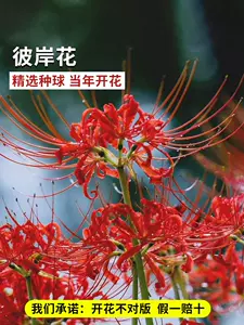石蒜种球彼岸花 Top 600件石蒜种球彼岸花 22年11月更新 Taobao
