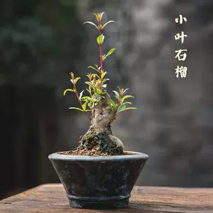 喜阳的植物 新人首单立减十元 22年8月 淘宝海外