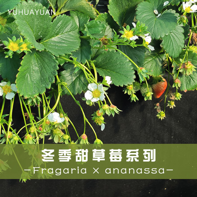 Craftsman Feiyu strawberry seedling variety version Zhangji Hongyan Xiangye Xuanyu true red Meiling sweet strawberry potted plant