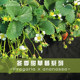 Craftsman Feiyu strawberry seedling variety version Zhangji Hongyan Xiangye Xuanyu true red Meiling sweet strawberry potted plant