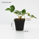 Craftsman Feiyu strawberry seedling variety version Zhangji Hongyan Xiangye Xuanyu true red Meiling sweet strawberry potted plant