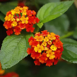 马樱丹花 新人首单立减十元 22年10月 淘宝海外