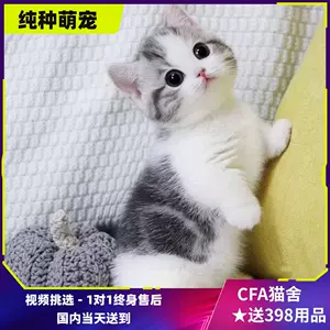 美国英短猫 新人首单立减十元 22年10月 淘宝海外 美国英短猫 新人首单立减十元 22年10月 淘宝海外