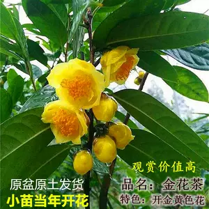 开花花茶 Top 0件开花花茶 22年12月更新 Taobao