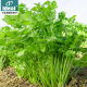 Four seasons coriander seeds, large leaves, coriander seeds, old varieties of farmhouses, fast-growing, heat-resistant coriander seeds, vegetable seeds
