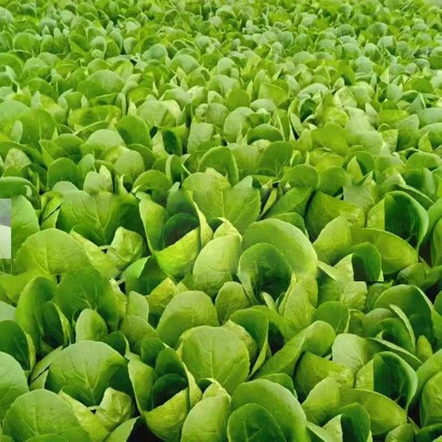 Four seasons cream cabbage seeds fast vegetable seeds green vegetables cabbage small cabbage seeds vegetable seeds vegetable seeds potted plants