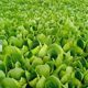 Four seasons cream cabbage seeds fast vegetable seeds green vegetables cabbage small cabbage seeds vegetable seeds vegetable seeds potted plants