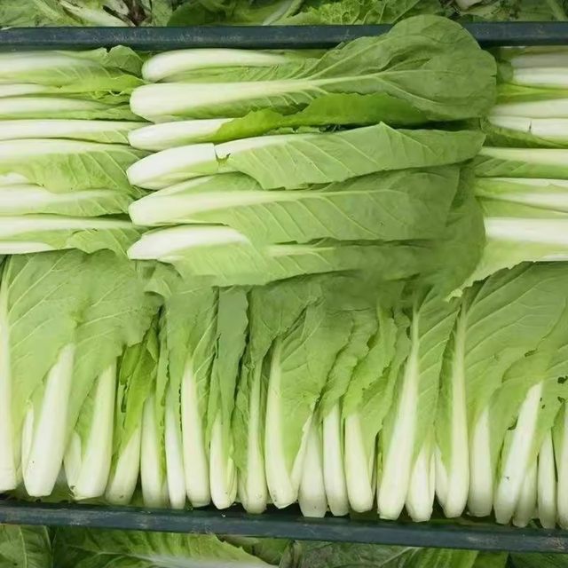 Four seasons cream cabbage seeds fast vegetable seeds green vegetables cabbage small cabbage seeds vegetable seeds vegetable seeds potted plants