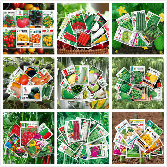 Four seasons vegetable seeds coriander onion spinach cucumber tomato pepper beans lettuce seeds radish cabbage solitary