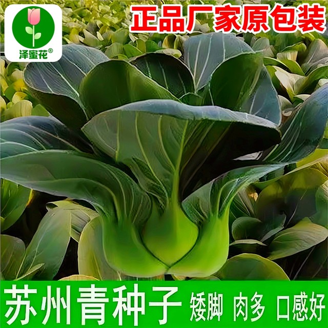 Black leaves, short-footed Suzhou green seeds, black big-headed greens, cold-resistant green stems, small rapeseed, black rapeseeds, vegetable seeds