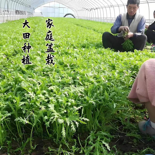 Emperor vegetable medium-leaf chrysanthemum seeds, green vegetable seeds, spring chrysanthemum seeds, chrysanthemum seeds, four-season vegetable rapeseeds