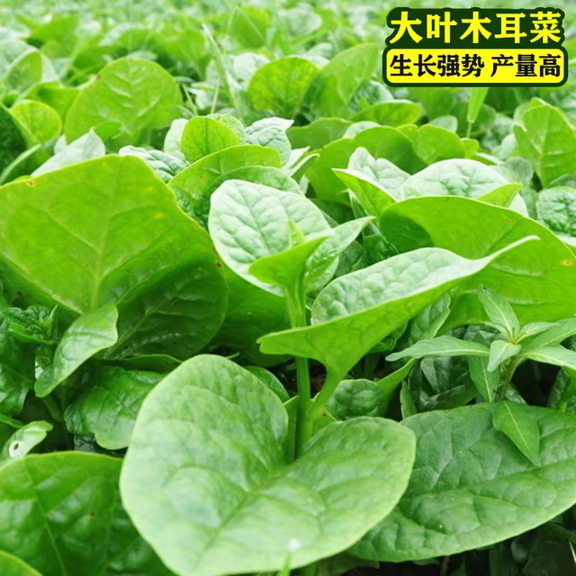Thick big leaf fungus seeds vegetable seeds planted in all seasons summer seedlings small green vegetables balcony potted vegetable seedlings