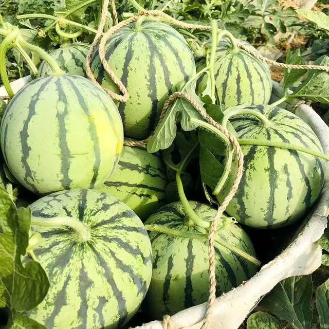 8424 watermelon seedlings potted Kirin large watermelon seeds southern grafted seedless watermelon fruit and vegetable seedlings