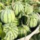 8424 watermelon seedlings potted Kirin large watermelon seeds southern grafted seedless watermelon fruit and vegetable seedlings