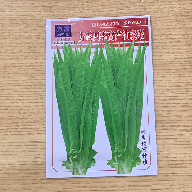 Oily wheat seeds with large leaves and heat resistance in all seasons farmhouse balcony potted plant spring oily wheat seeds