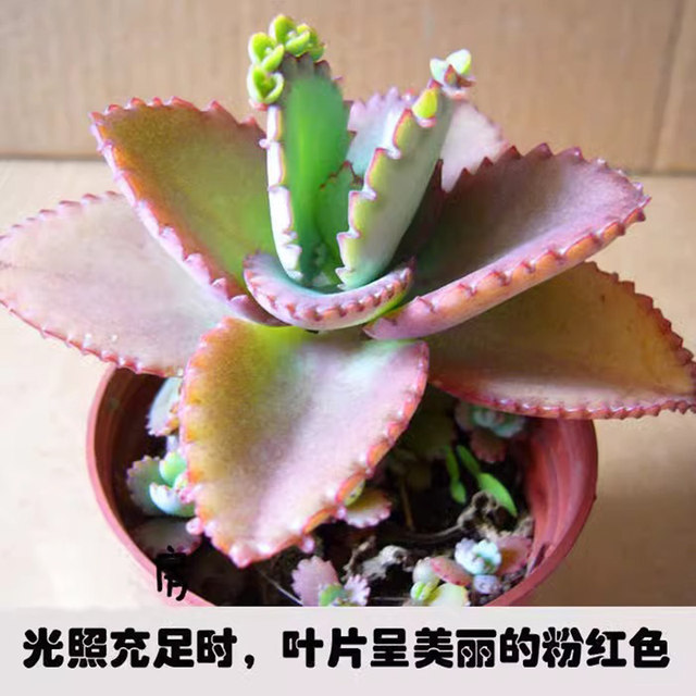 Phoenix succulents wide-leaf Phoenix potted lace princess large leaves fall to the ground and take root, heat-resistant and easy to maintain