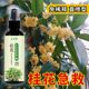 Osmanthus tree special fertilizer nutrient solution home maintenance first aid gardening yellow leaves dead leaves compound fertilizer to grow flowers and promote flowers